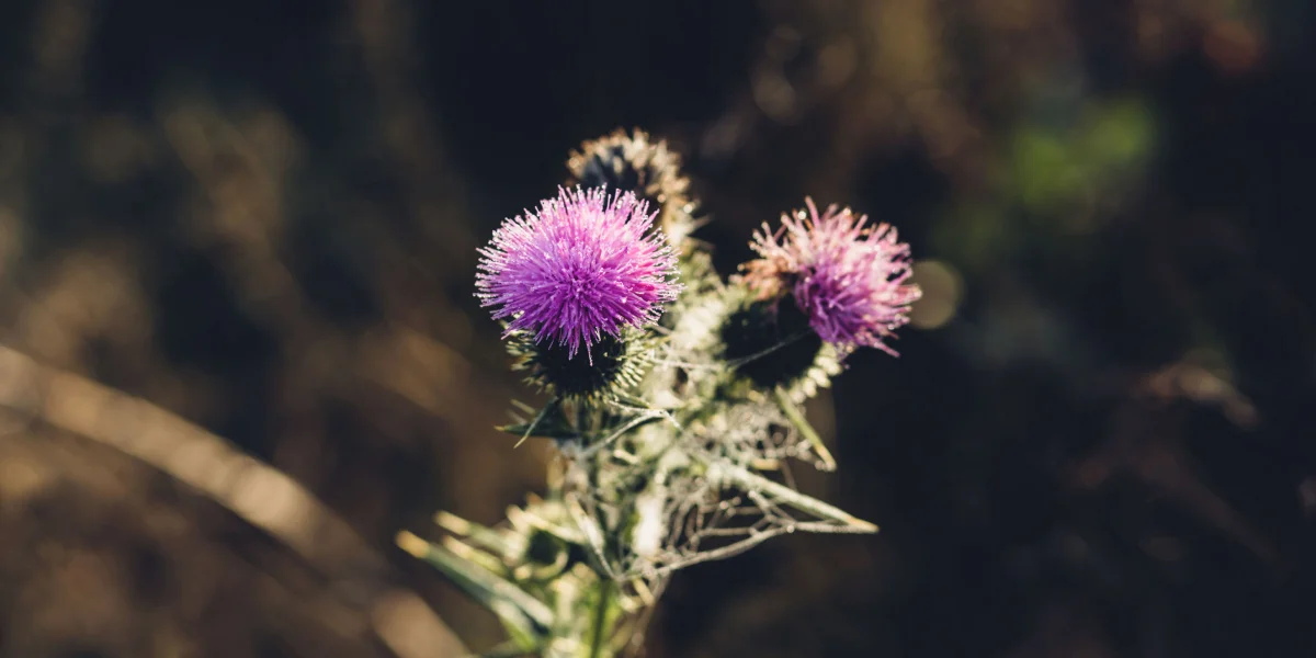 milk thistle