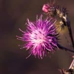 milk thistle