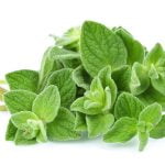 oregano