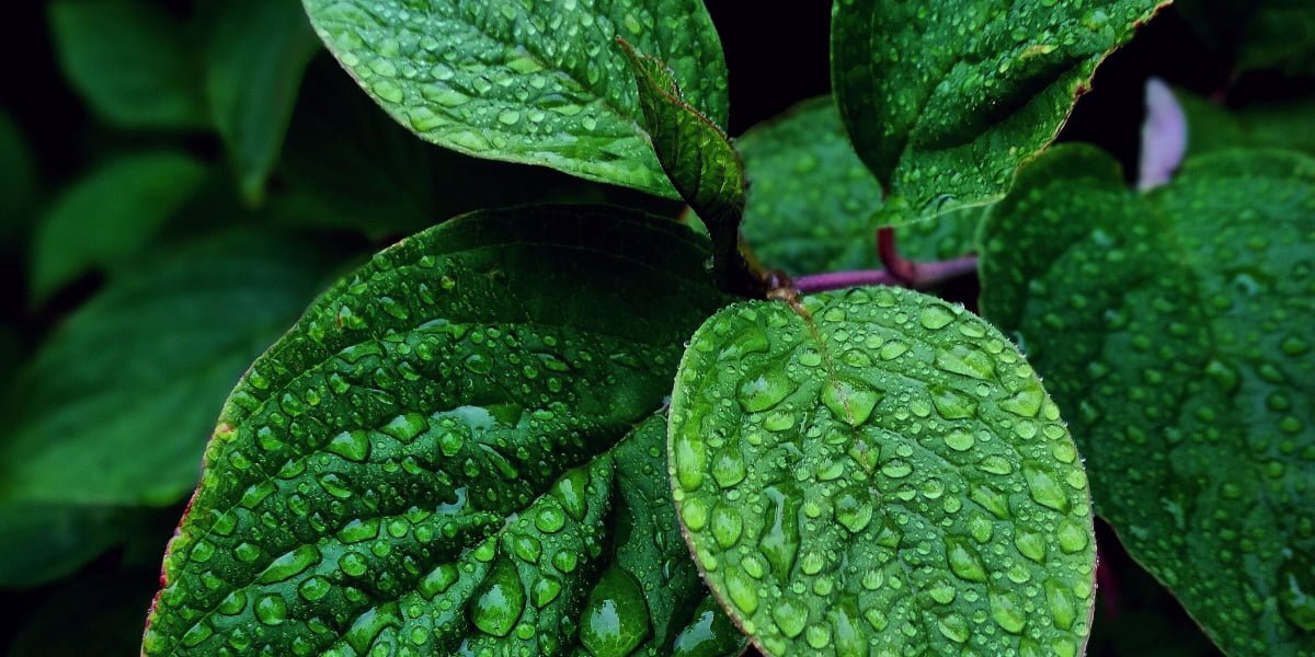 Mint: Soothe digestion and reduce stomach ache