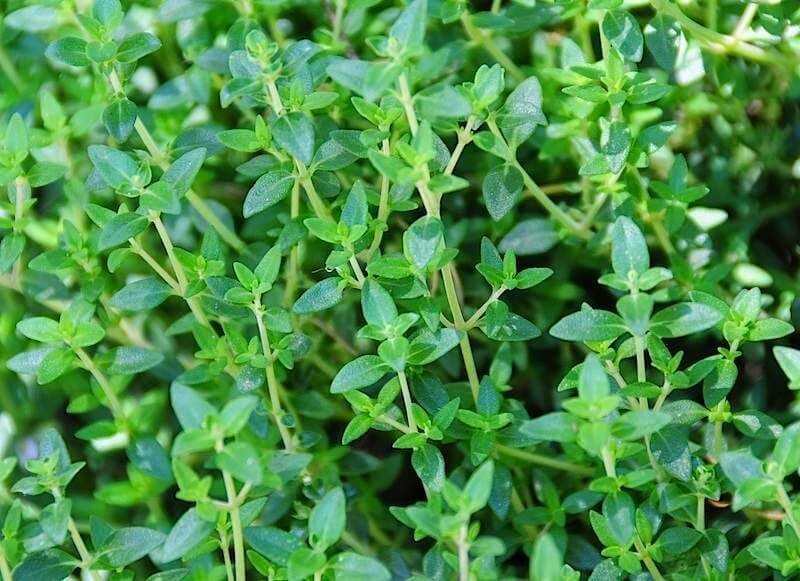 Thyme: Treat chest problems and respiratory issues