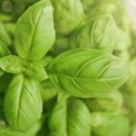 basil