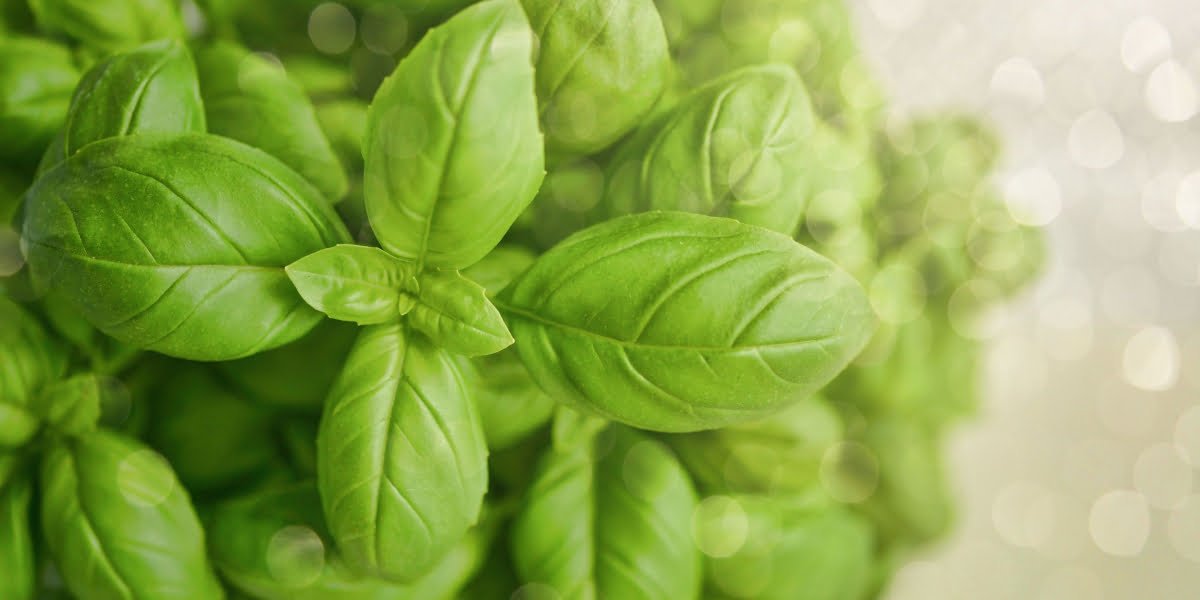 Basil: Your reliable DNA protectant