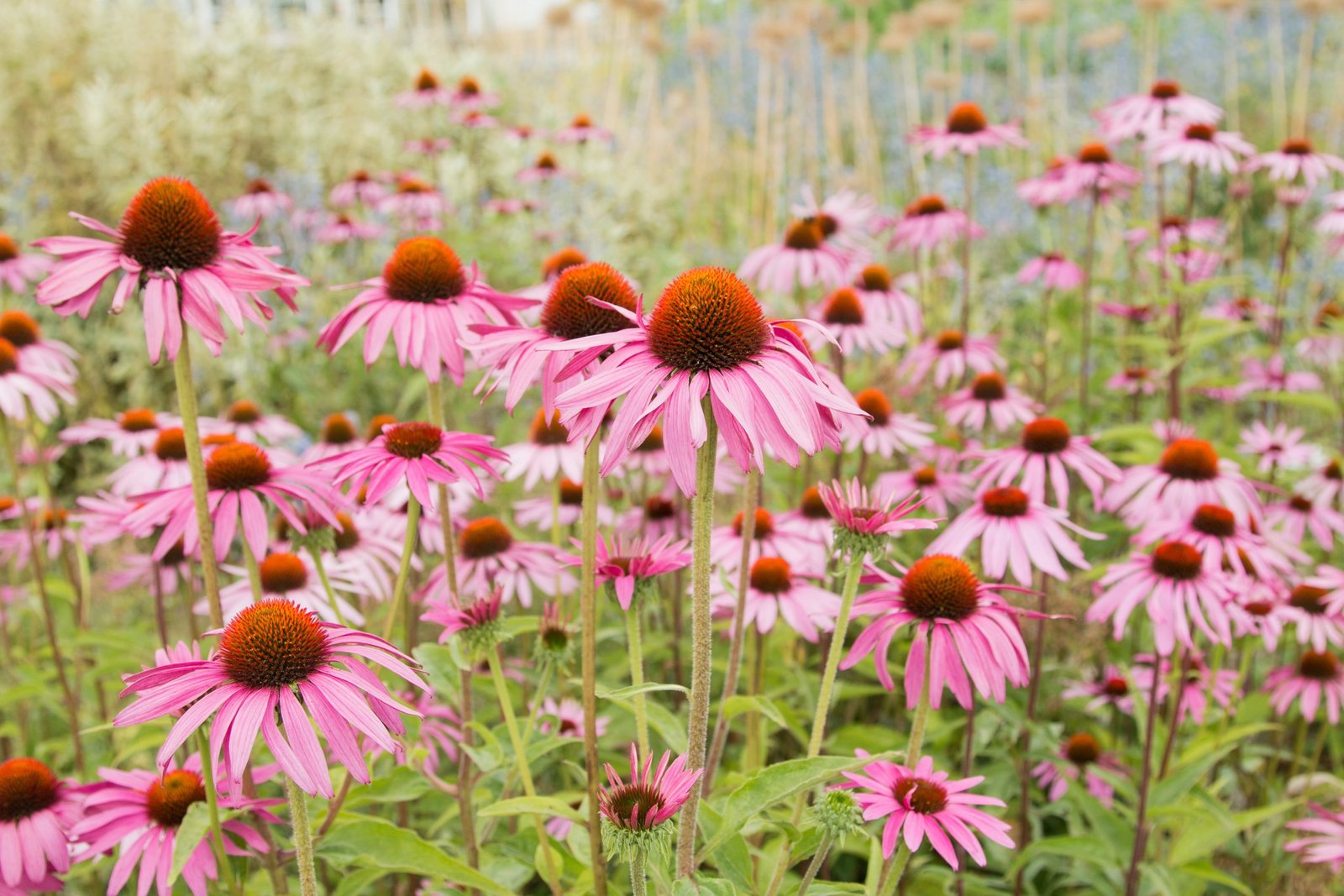 Echinacea: Cold fighter and immune system booster