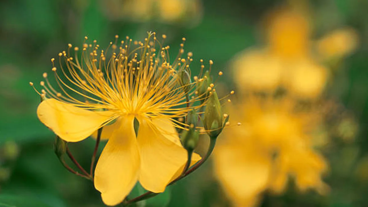 St John’s Wort