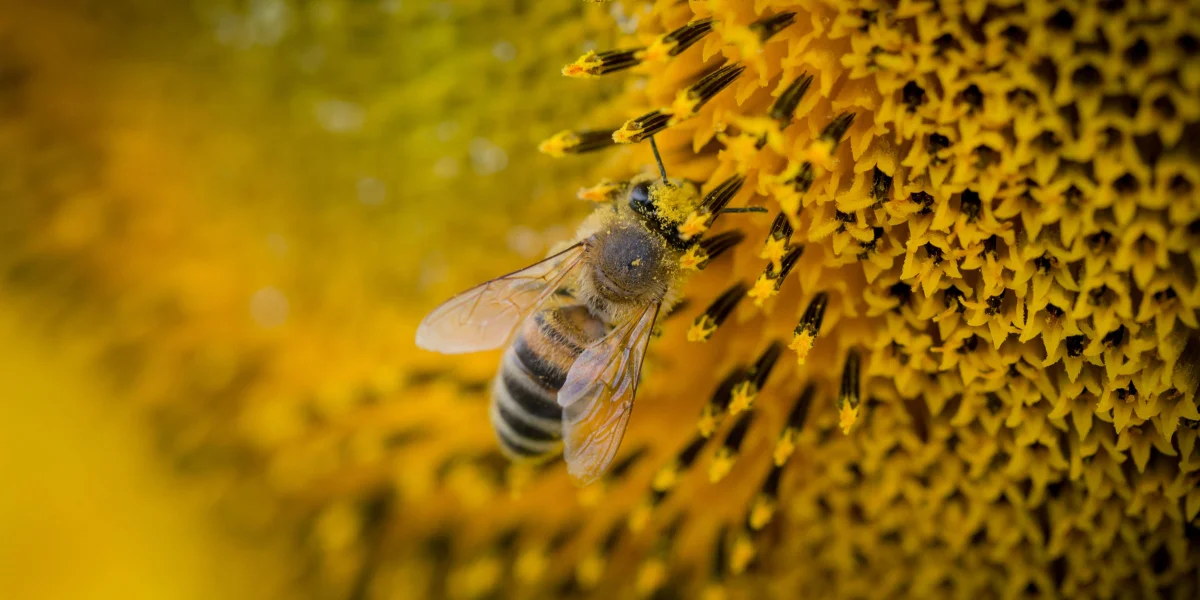 bee pollen