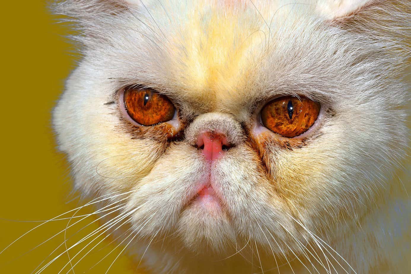 yellow fat disease in cats