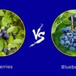 Bilberry vs Blueberry
