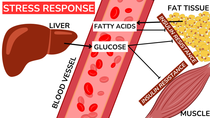 Connection Between Fatty Liver And Insulin Resistance